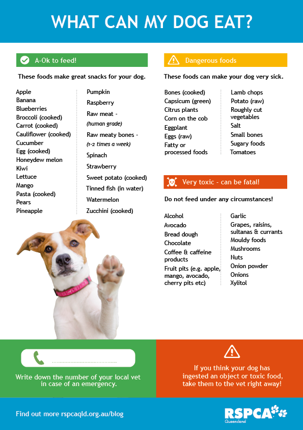 List of toxic foods for dogs.